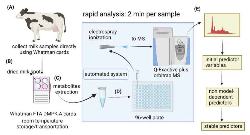 Workflow developed for collection of milk samples 